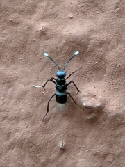 Homalotylus