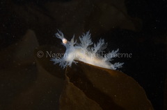 Dendronotus lacteus
