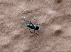 Homalotylus