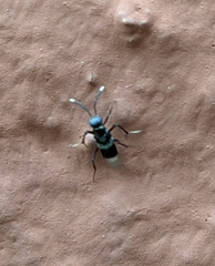 Homalotylus