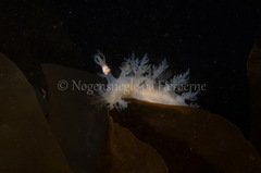 Dendronotus lacteus