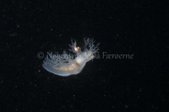 Dendronotus lacteus
