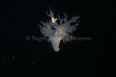 Dendronotus lacteus