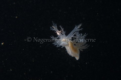 Dendronotus lacteus