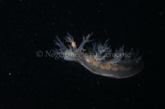Dendronotus lacteus