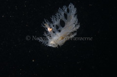 Dendronotus lacteus