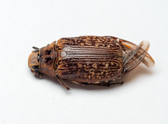 Carlschoenherria argus