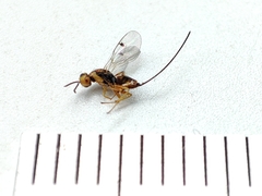 Megastigmidae