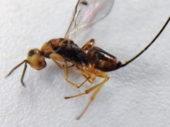 Megastigmidae