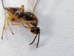 Megastigmidae