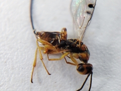 Megastigmidae