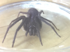 Segestria florentina