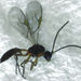 Aphid Mummy Wasps - Photo (c) Stephen Thorpe, some rights reserved (CC BY-NC), uploaded by Stephen Thorpe