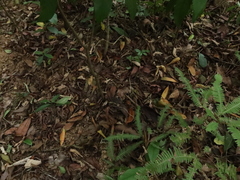 Fodina contigua