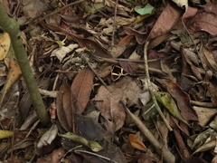 Fodina contigua