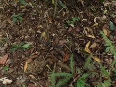 Fodina contigua