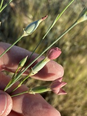 Dianthus marschallii