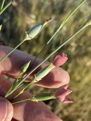 Dianthus marschallii