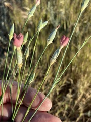 Dianthus marschallii