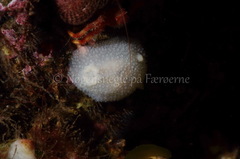 Onchidoris muricata