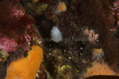 Onchidoris muricata