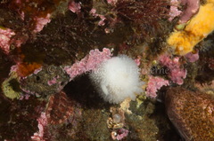 Acanthodoris pilosa