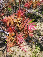 Sorbaria sorbifolia