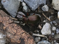 Carabus arvensis