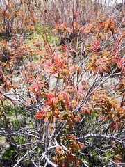 Sorbaria sorbifolia