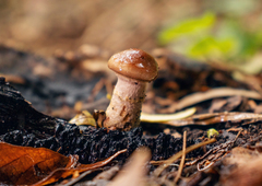 Armillaria luteobubalina