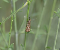 Chrysocrambus dentuellus