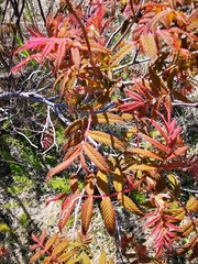 Sorbaria sorbifolia