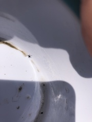 Simuliidae