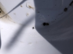 Simuliidae