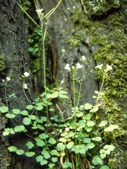 Cardamine dolichostyla