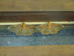 Procitheronia principalis