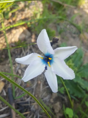 Aristea cantharophila