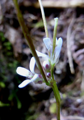 Cardamine forsteri