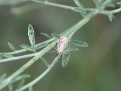 Chrysocrambus dentuellus