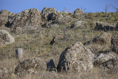 Osphranter robustus robustus