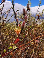 Salix fuscescens