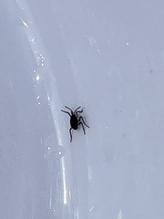 Insecta