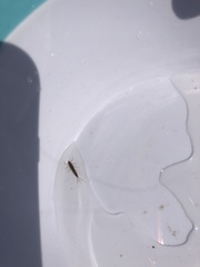 Ephemeroptera