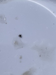 Insecta