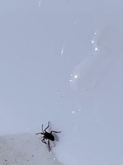 Insecta