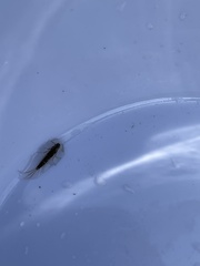 Ephemeroptera