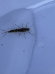 Ephemeroptera