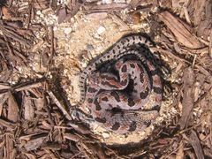 Sistrurus miliarius streckeri