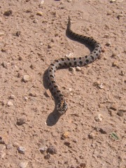 Sistrurus miliarius streckeri