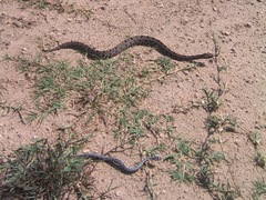 Sistrurus miliarius streckeri